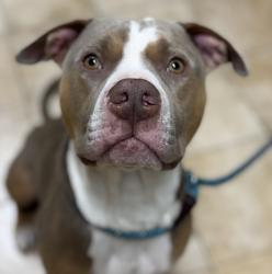 Shelter Stray Male Dog last seen OR, 1700 W Historic Columbia River Hwy, Troutdale, OR 97060, USA