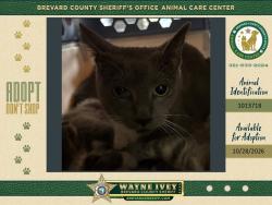 Shelter Stray Female Cat last seen Near Hanford Road SW, PALM BAY, FL, 32908, 5100 W Eau Gallie Blvd, Melbourne, FL 32934, USA