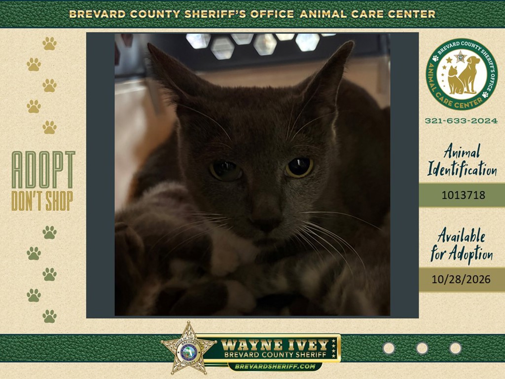 Shelter Stray Female Cat last seen Near Hanford Road SW, PALM BAY, FL, 32908, 5100 W Eau Gallie Blvd, Melbourne, FL 32934, USA