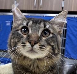 Shelter Stray Male Cat last seen NE Thompson St / NE 62nd Ave, PORTLAND, OR, 97213, 1700 W Historic Columbia River Hwy, Troutdale, OR 97060, USA