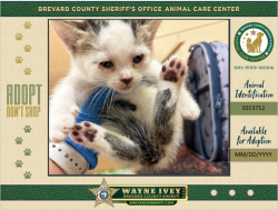 Shelter Stray Female Cat last seen Near Brandon Court, COCOA, FL, 32926, 5100 W Eau Gallie Blvd, Melbourne, FL 32934, USA