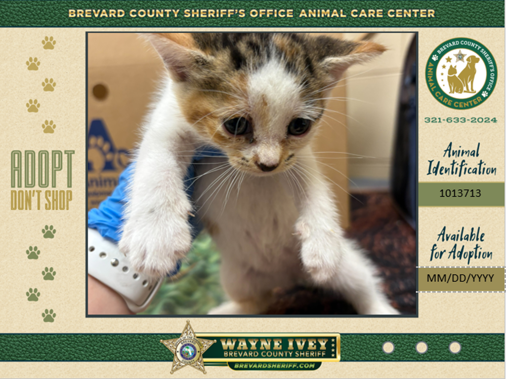 Shelter Stray Female Cat last seen Near Brandon Court, COCOA, FL, 32926, 5100 W Eau Gallie Blvd, Melbourne, FL 32934, USA