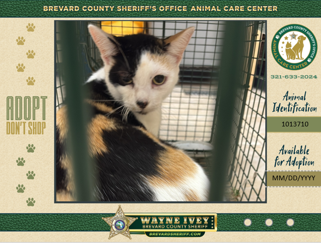 Shelter Stray Female Cat last seen Near Brandon Court, COCOA, FL, 32926, 5100 W Eau Gallie Blvd, Melbourne, FL 32934, USA