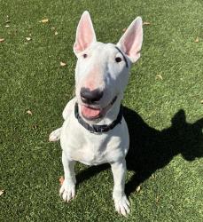Shelter Stray Male Dog last seen Ballard Street, El Cajon, CA, 92020, El Cajon, CA 92020, USA