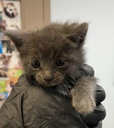Shelter Stray Female Cat last seen Corner of Sweetwater Rd, Spring Valley. Side of the road near drain., Spring Valley, CA, 91977, 5500 Gaines St, San Diego, CA 92110, USA