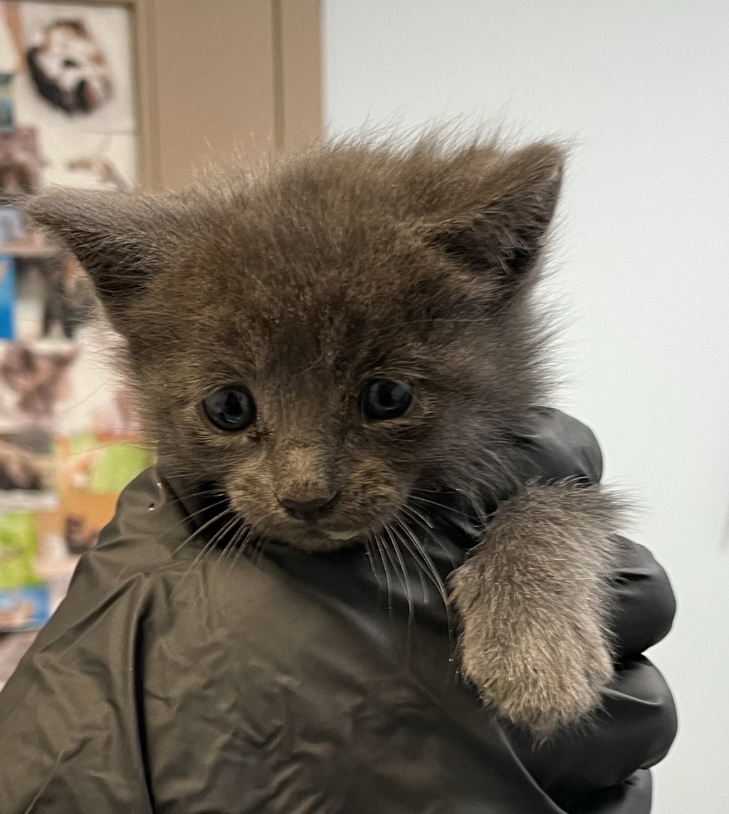 Shelter Stray Female Cat last seen Corner of Sweetwater Rd, Spring Valley. Side of the road near drain., Spring Valley, CA, 91977, 5500 Gaines St, San Diego, CA 92110, USA