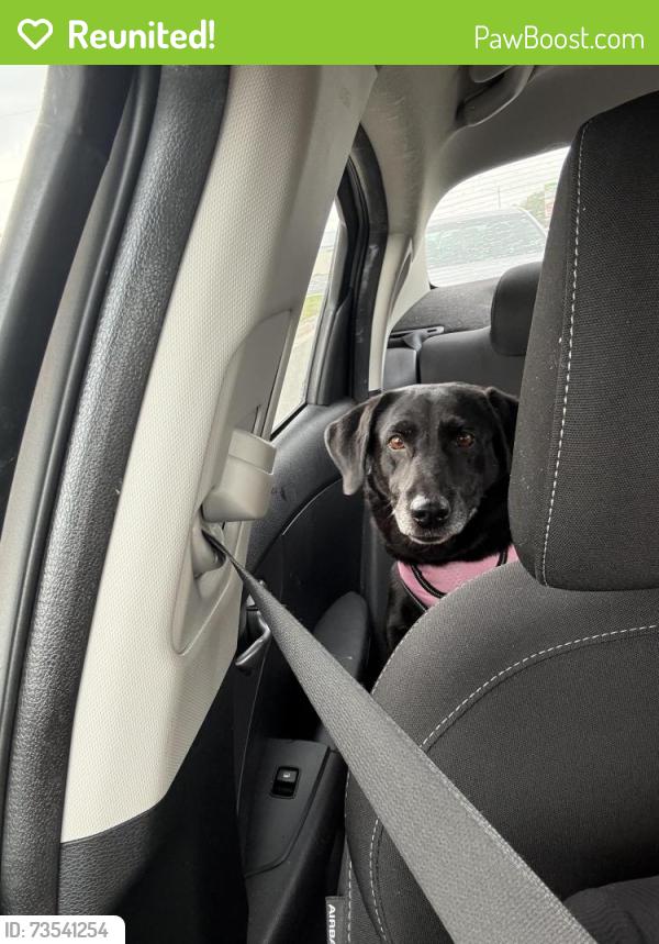Reunited Female Dog last seen Ollies Shopping, Zephyrhills, FL 33542
