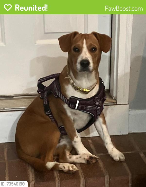 Reunited Male Dog last seen Willis Rd between Creekridge and Hawk Creek, Spartanburg, Spartanburg County, SC 29301