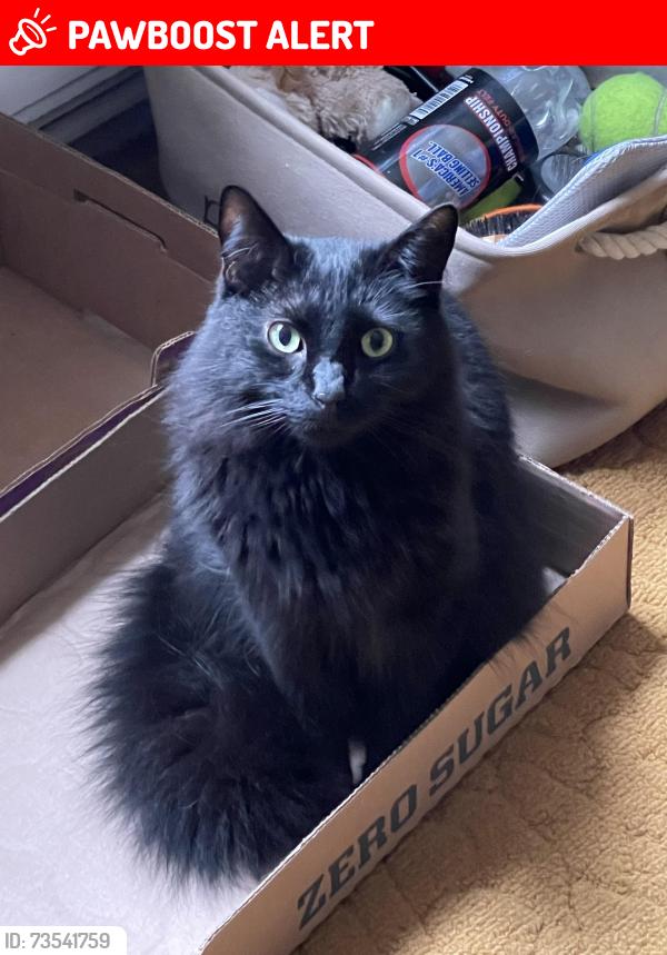 Lost Male Cat last seen Hudson parkway and revere ct, Manchester Township, NJ 08759