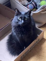 Lost Male Cat last seen Hudson parkway and revere ct, Manchester Township, NJ 08759