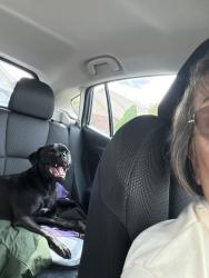 Reunited Male Dog last seen Sondoro South on 98th and Ladera, Albuquerque, NM 87120