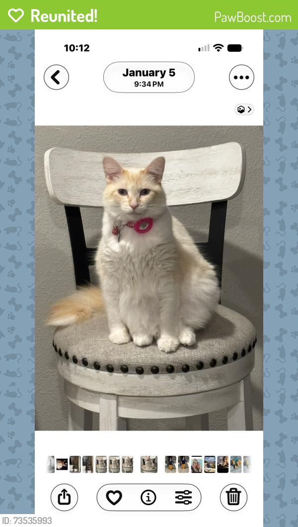 Reunited Female Cat last seen Near Anahid Dr, Leesburg, FL 34748