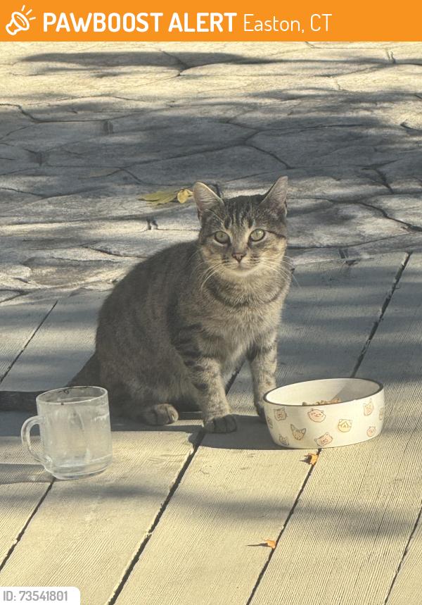 Found/Stray Unknown Cat last seen Rock hse, Easton, CT 06612