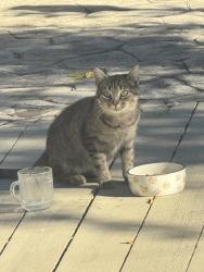 Found/Stray Unknown Cat last seen Rock hse, Easton, CT 06612