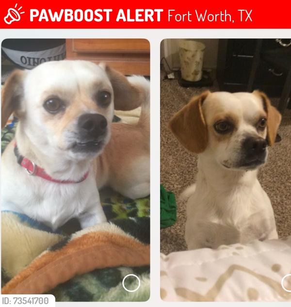Lost Male Dog last seen N chaple creek, Fort Worth, TX 76108