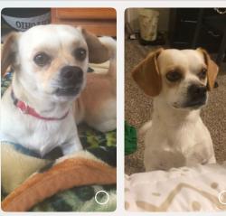 Lost Male Dog last seen N chaple creek, Fort Worth, TX 76108