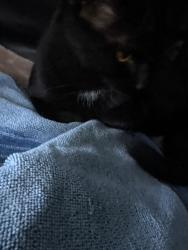 Found/Stray Male Cat last seen Near 14 S south Arlington Virginia, Arlington, VA 22204
