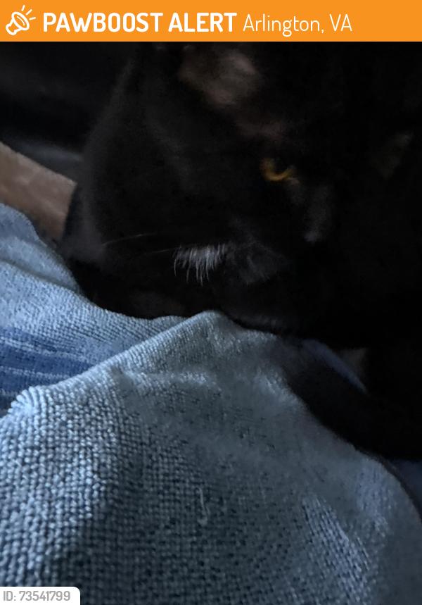 Found/Stray Male Cat last seen Near 14 S south Arlington Virginia, Arlington, VA 22204