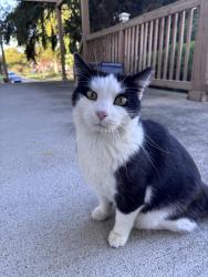 Found/Stray Male Cat last seen On our porch. We’ve seen him for a year off and on, Cincinnati, OH 45224