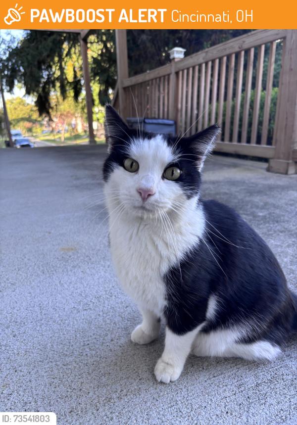 Found/Stray Male Cat last seen On our porch. We’ve seen him for a year off and on, Cincinnati, OH 45224