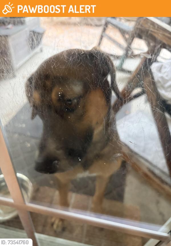 Found/Stray Male Dog last seen W. Airport - Village of Oak Lake Subdivision, Village Of Oak Lake, TX 77498