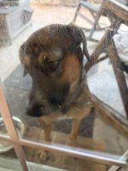 Found/Stray Male Dog last seen W. Airport - Village of Oak Lake Subdivision, Village Of Oak Lake, TX 77498
