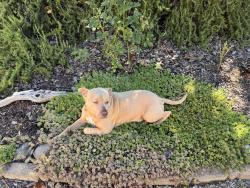Reunited Male Dog last seen Richmar lane & Holcomb road, Grass Valley, CA 95949
