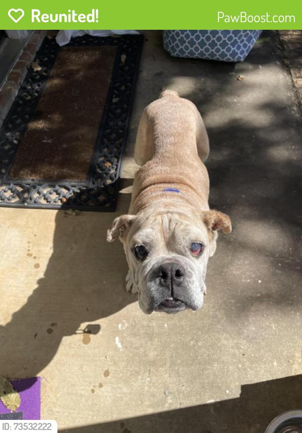 Reunited Female Dog last seen Heritage Trace Drive, Mobile, Al, Usa, Mobile, AL 36695
