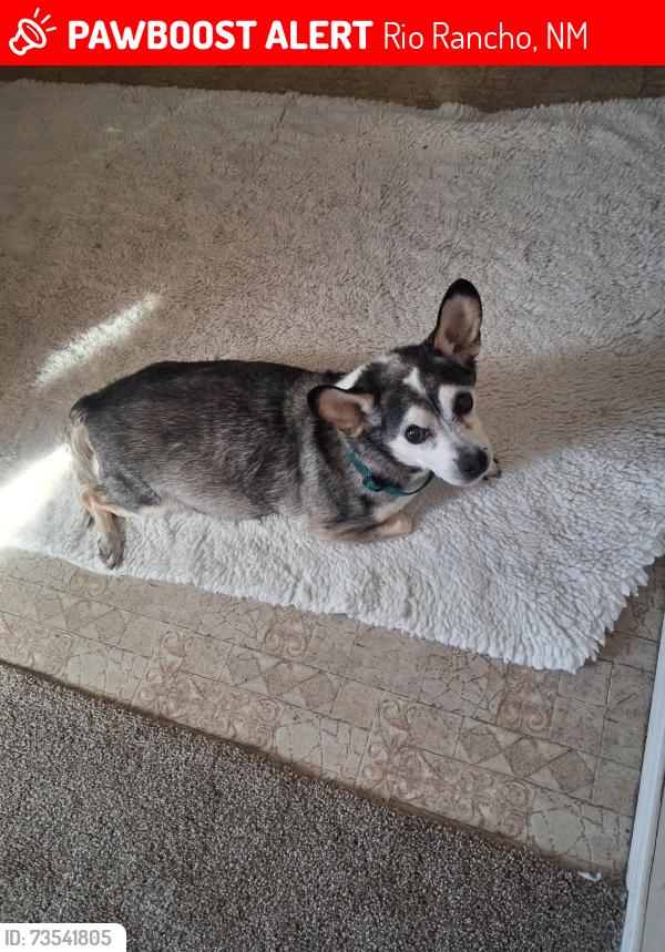 Lost Male Dog last seen Unser, Rio Rancho, NM 87124