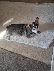 Lost Male Dog last seen Unser, Rio Rancho, NM 87124
