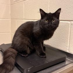 Shelter Stray Male Cat last seen , 54687 Co Rd 19, Bristol, IN 46507, USA