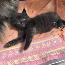 Shelter Stray Male Cat last seen , 54687 Co Rd 19, Bristol, IN 46507, USA