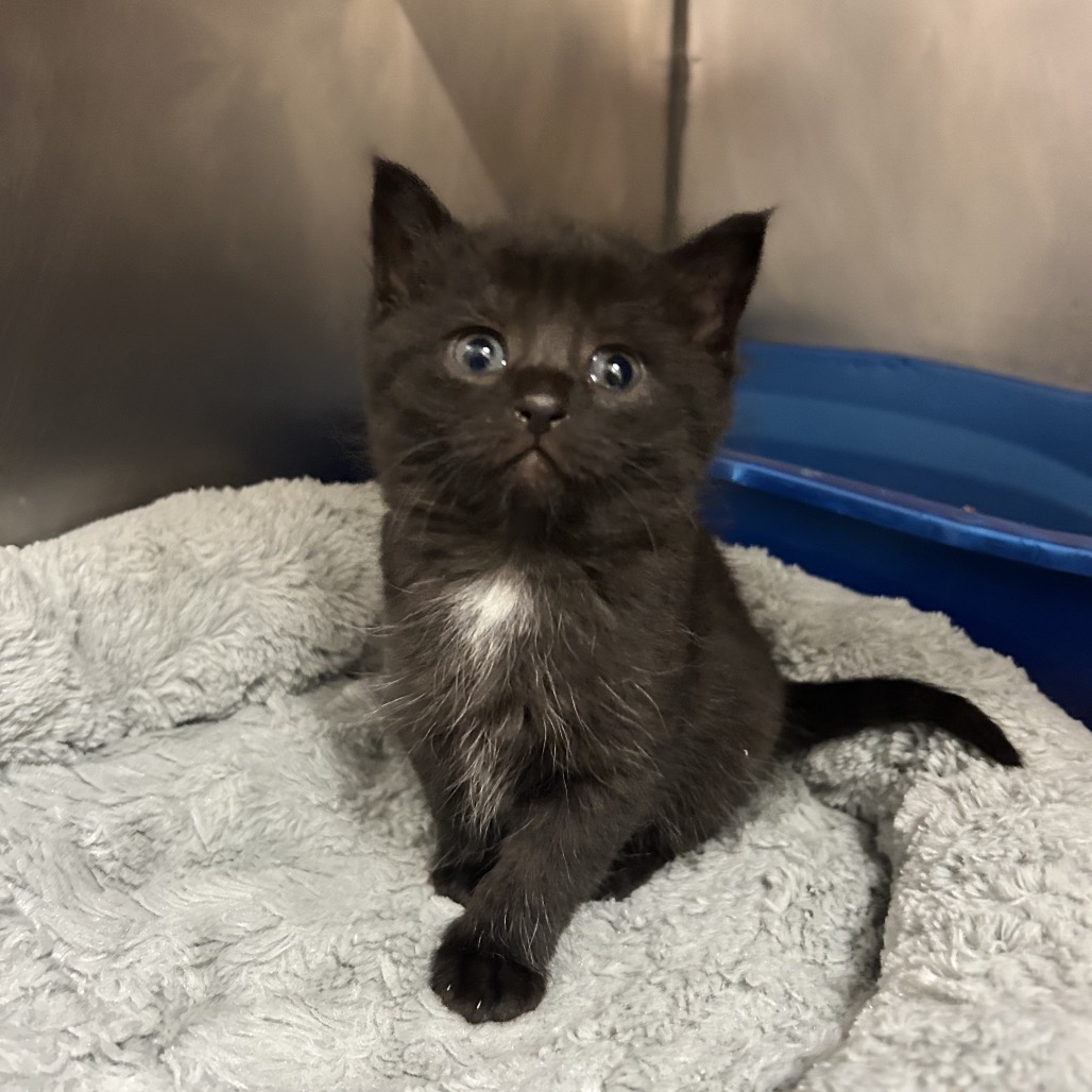 Shelter Stray Female Cat last seen , 54687 Co Rd 19, Bristol, IN 46507, USA
