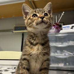 Shelter Stray Female Cat last seen , 328 Furman Hall Rd, Greenville, SC 29609, USA