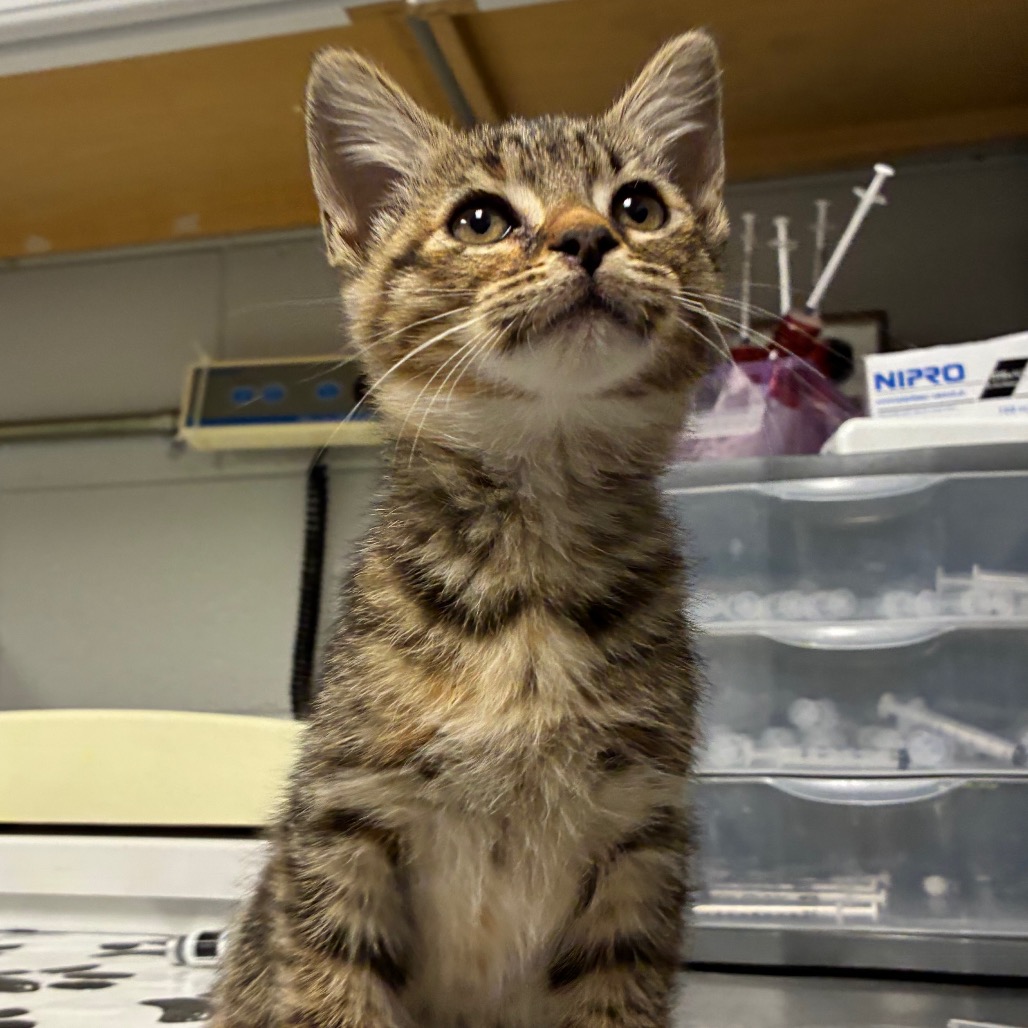 Shelter Stray Female Cat last seen , 328 Furman Hall Rd, Greenville, SC 29609, USA