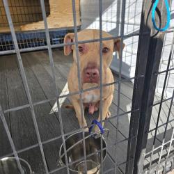 Shelter Stray Male Dog last seen , 2060 NE Rocky Ford Rd, Pinetta, FL 32350, USA