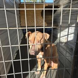 Shelter Stray Female Dog last seen , 2060 NE Rocky Ford Rd, Pinetta, FL 32350, USA