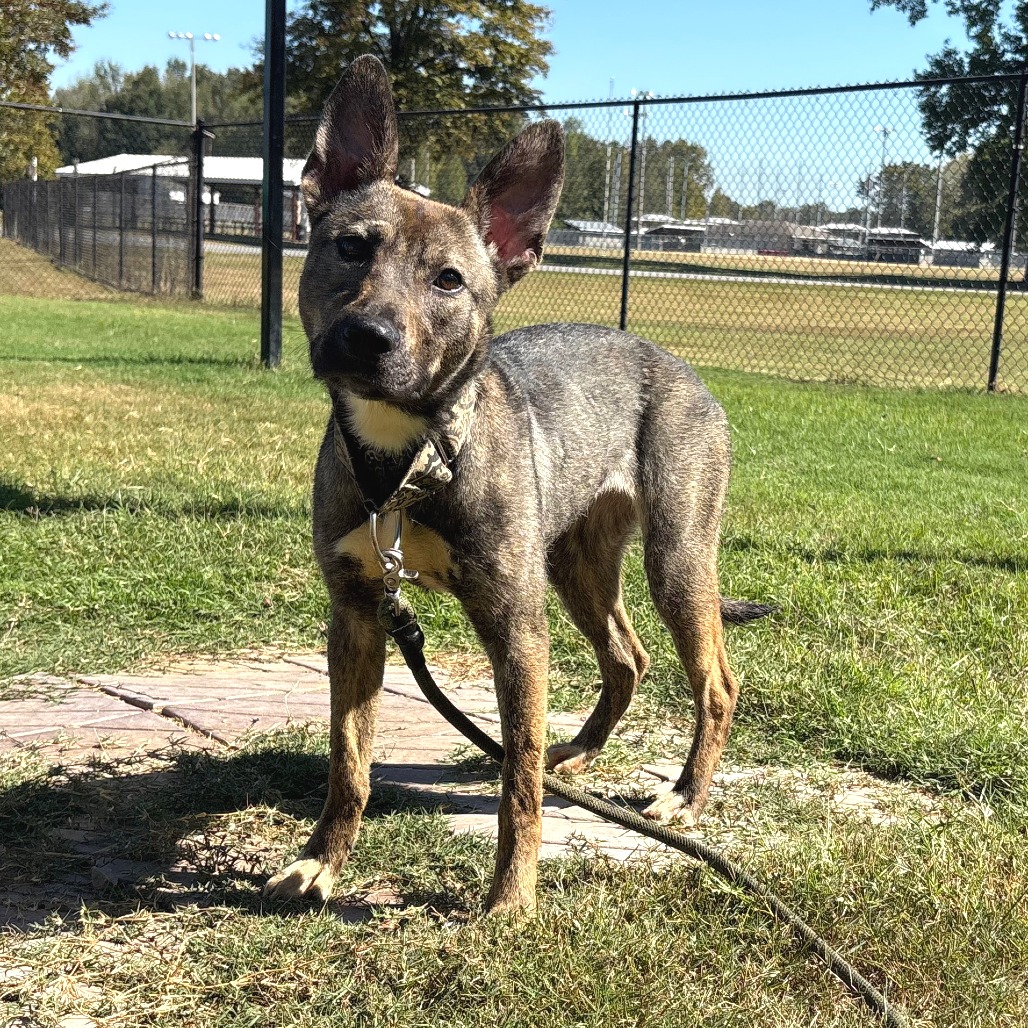 Shelter Stray Female Dog last seen , 2951 S 1st St, Cabot, AR 72023, USA