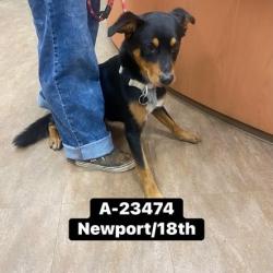 Shelter Stray Male Dog last seen , 6621 Westminster Ave, Garden Grove, CA 92844, USA
