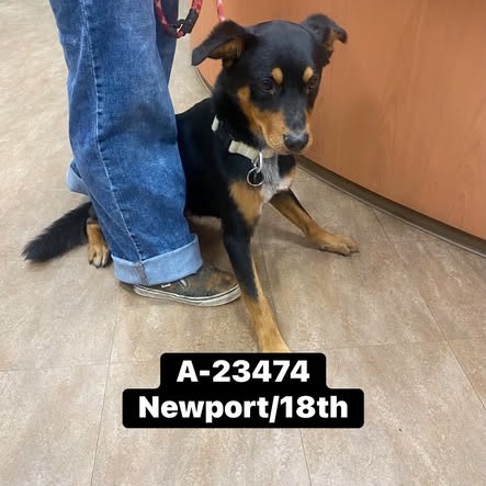Shelter Stray Male Dog last seen , 6621 Westminster Ave, Garden Grove, CA 92844, USA
