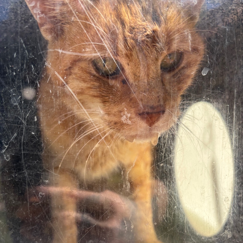 Shelter Stray Male Cat last seen , 980 Guilford College Rd, Greensboro, NC 27409, USA