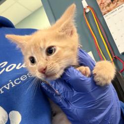 Shelter Stray Male Cat last seen , 980 Guilford College Rd, Greensboro, NC 27409, USA