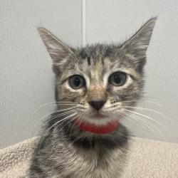 Shelter Stray Female Cat last seen , 3607 N Armenia Ave, Tampa, FL 33607, USA