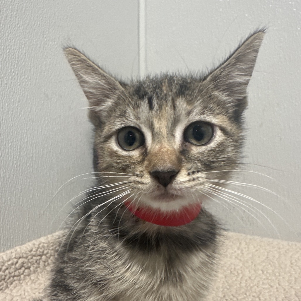 Shelter Stray Female Cat last seen , 3607 N Armenia Ave, Tampa, FL 33607, USA