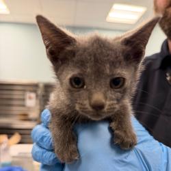 Shelter Stray Male Cat last seen , 980 Guilford College Rd, Greensboro, NC 27409, USA