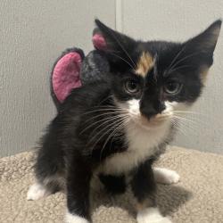 Shelter Stray Female Cat last seen , 3607 N Armenia Ave, Tampa, FL 33607, USA