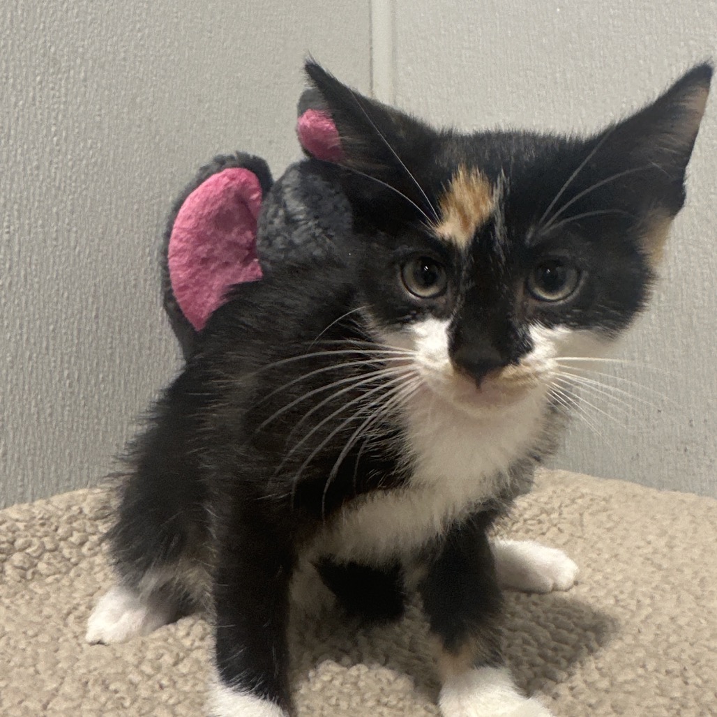 Shelter Stray Female Cat last seen , 3607 N Armenia Ave, Tampa, FL 33607, USA