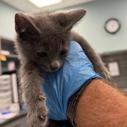 Shelter Stray Female Cat last seen , 980 Guilford College Rd, Greensboro, NC 27409, USA