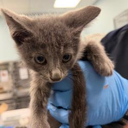 Shelter Stray Male Cat last seen , 980 Guilford College Rd, Greensboro, NC 27409, USA