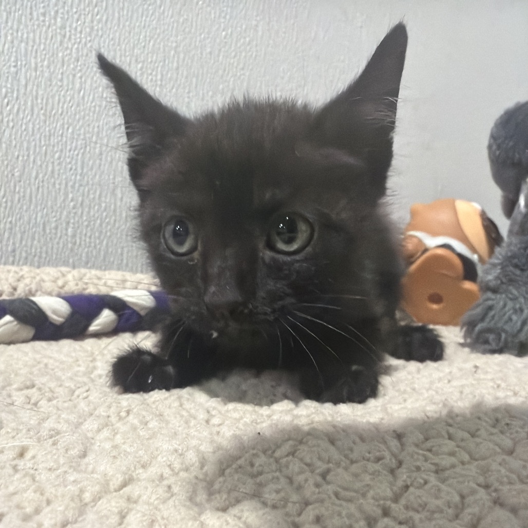 Shelter Stray Male Cat last seen , 3607 N Armenia Ave, Tampa, FL 33607, USA